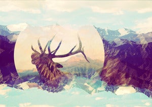 Image of Where They Roam