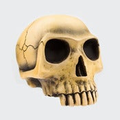 Image of Richard Cranium - Bone