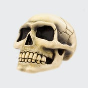 Image of Small Skull - Bone