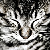 Image of Tabby Print