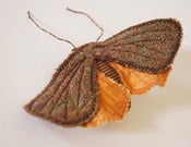 Image of Moth Butterfly Brooch / Ornament Brown Vintage Wool and Satin