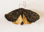 Image of Moth Butterfly Brooch Ornament Dark Brown Vintage Wool with Yellow