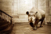 Image of Astor Hall Rhino