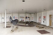 Image of Zebra