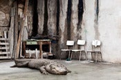 Image of Crocodile 