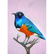 Image of Daisy Clarke: Great Tailed Grackle