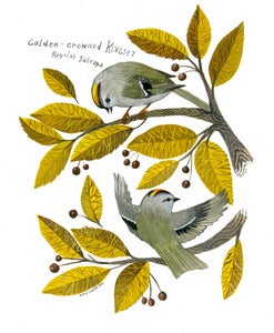 Image of Golden-crowned Kinglets Original Gouache Painting