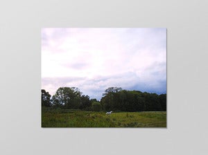 Image of white horse