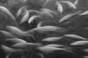 Image of Big swimmers