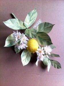 Image of Lemon Citrus Branch