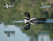 Image of Loon Composite 11 x 14