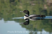Image of Swimming Loon 8 x 12