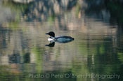 Image of Loon Goderich 8 x 12