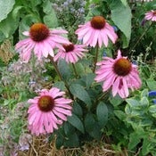Image of Echinacea
