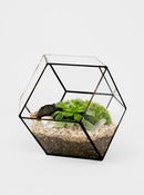 Image of Rhombus