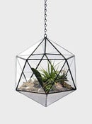 Image of Suspended Tetra
