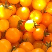 Image of Tomato - Gold nugget