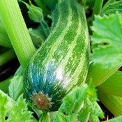 Image of Zucchini - Cocozelle