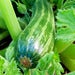 Image of Zucchini - Cocozelle