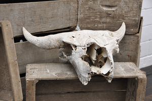 Image of Buffalo Skull