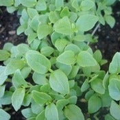 Image of Basil - Fino verde