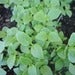 Image of Basil - Fino verde