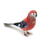 Image of BOURKE'S PARAKEET