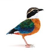 Image of BLUE WINGED PITTA