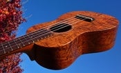 Image of Loprinzi Model ACK-C Curly Koa Concert