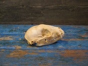 Image of RACCOON SKULL