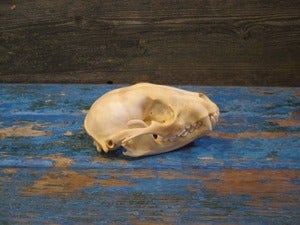 Image of RACCOON SKULL