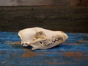 Image of COYOTE SKULL