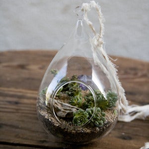 Image of succulent hanging terrarium