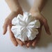 Image of Bloom