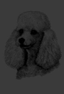 Image of Poodle