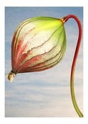 Image of Bee Triffid.