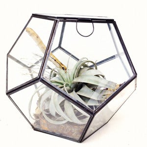 Image of faceted terrarium 