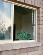Image of "Tracy's Plant" - 11x14 Print (Limited Edition of 8)