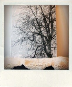 Image of Tree spirit