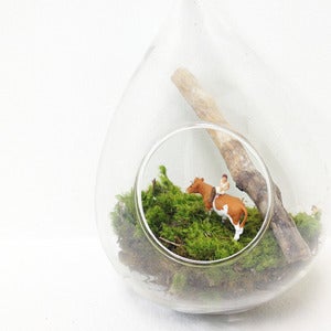 Image of moss hanging terrarium