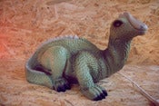 Image of Grande lampe veilleuse dino ♥