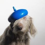 Image of PVC Beret Blue