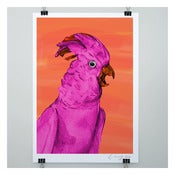 Image of THE COCKATOO PRINT by Evie Kemp