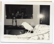 Image of BIRD ON A COUCH VINTAGE POLAROID PHOTO 