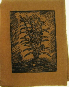 Image of Maize Patch