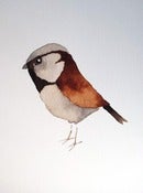 Image of Matt Sewell<br>House Sparrow