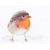 Image of Robin - print