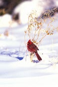 Image of "Red Bird in Snow" - Signed Canvas Giclee'