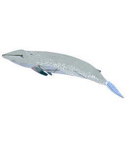 Image of Whale Original Art