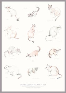 Image of MARSUPIALS
